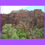 Tree Against Rocks.jpg